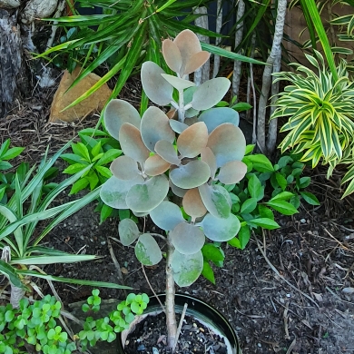 Plant image Kalanchoe orgyalis