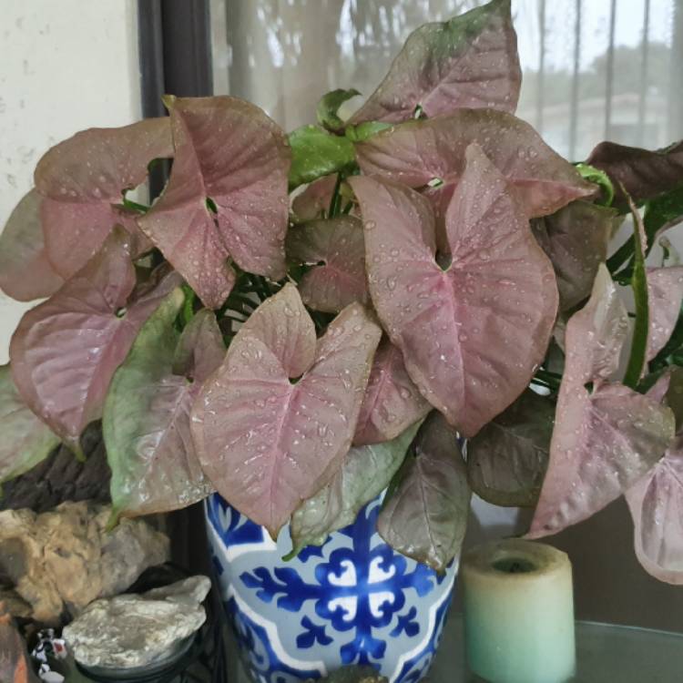Plant image Syngonium 'Neon'