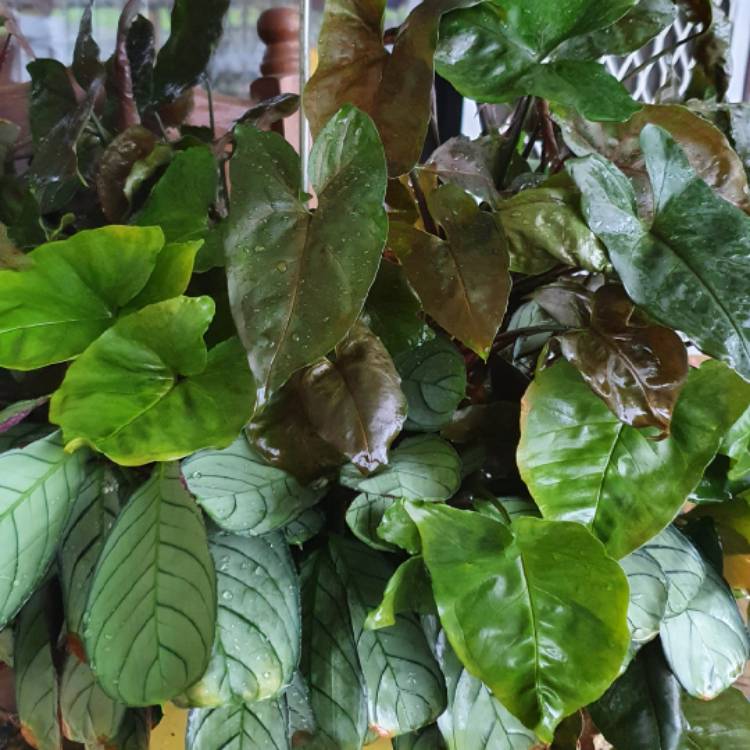 Plant image Syngonium podophyllum 'Bronze'