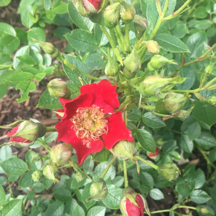 plant image 1083217