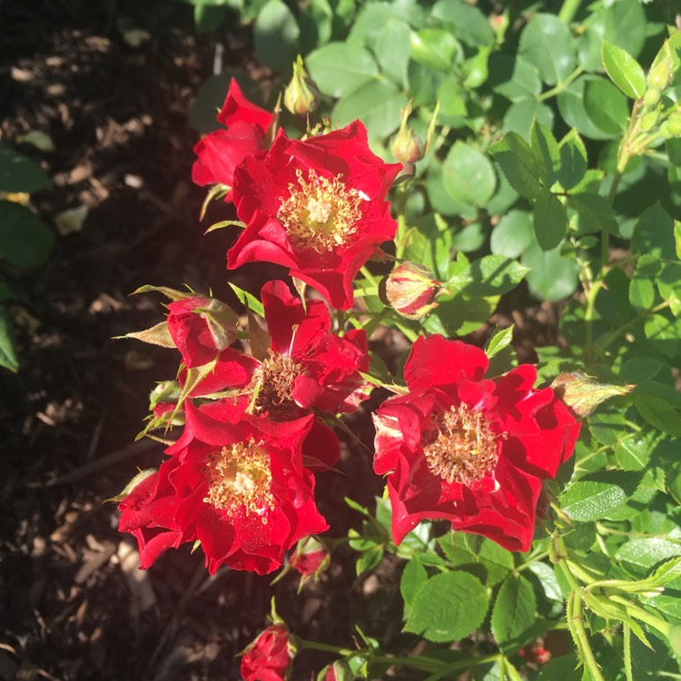 plant image 1093610