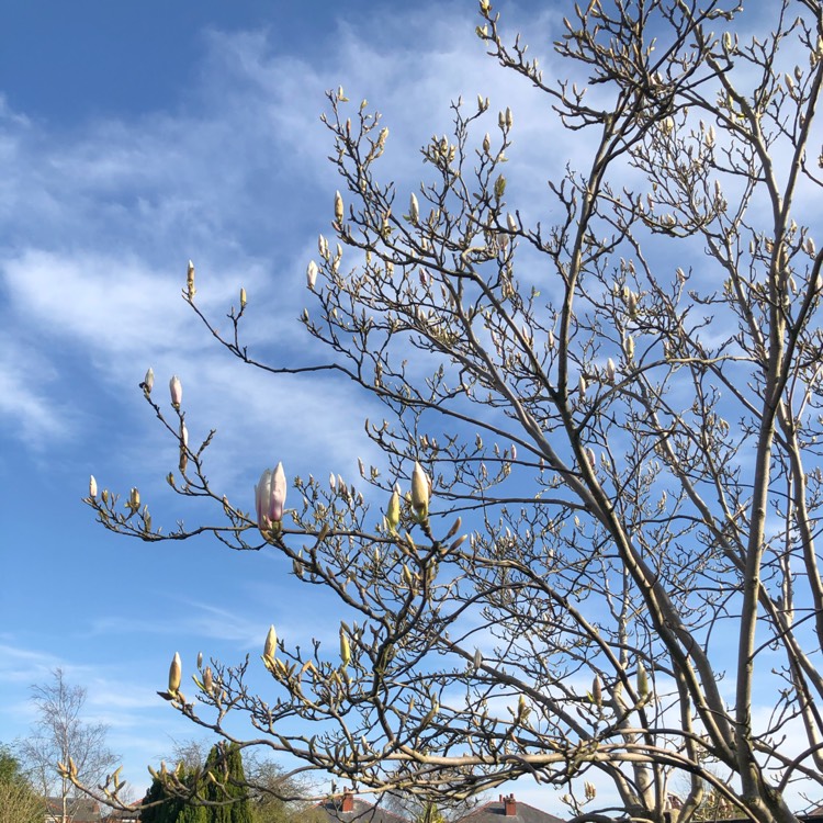 plant image 1251277