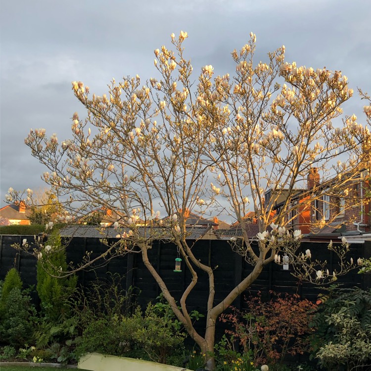 plant image 1257800