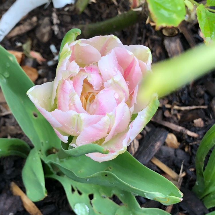 plant image 1260327