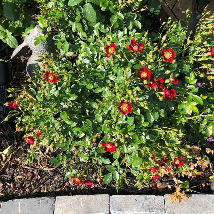 plant image 1323009