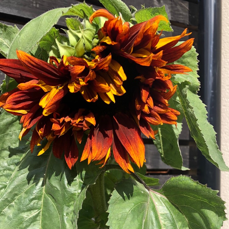 plant image 1370235