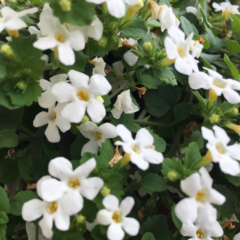 Plant image Sutera cordata 'Snowflake' syn. Bacopa cordata 'Snowflake'
