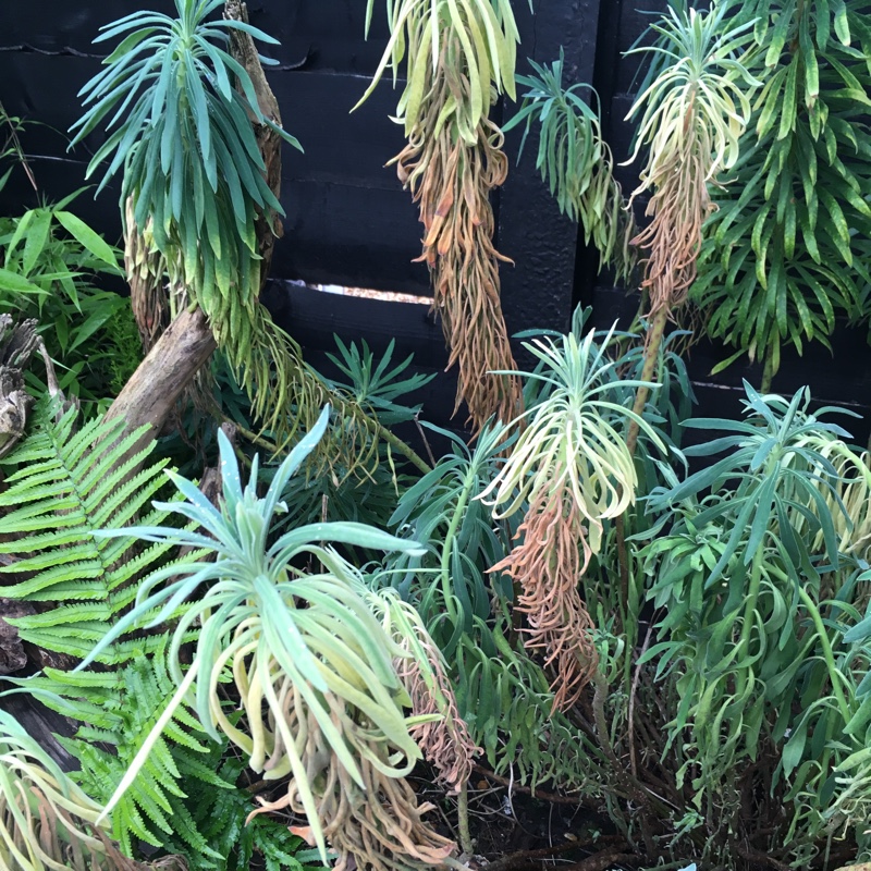 Euphorbia characias subsp. wulfenii syn. Euphorbia wulfenii