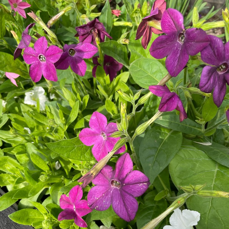 Plant image Nicotiana alata 'Perfume Deep Purple'