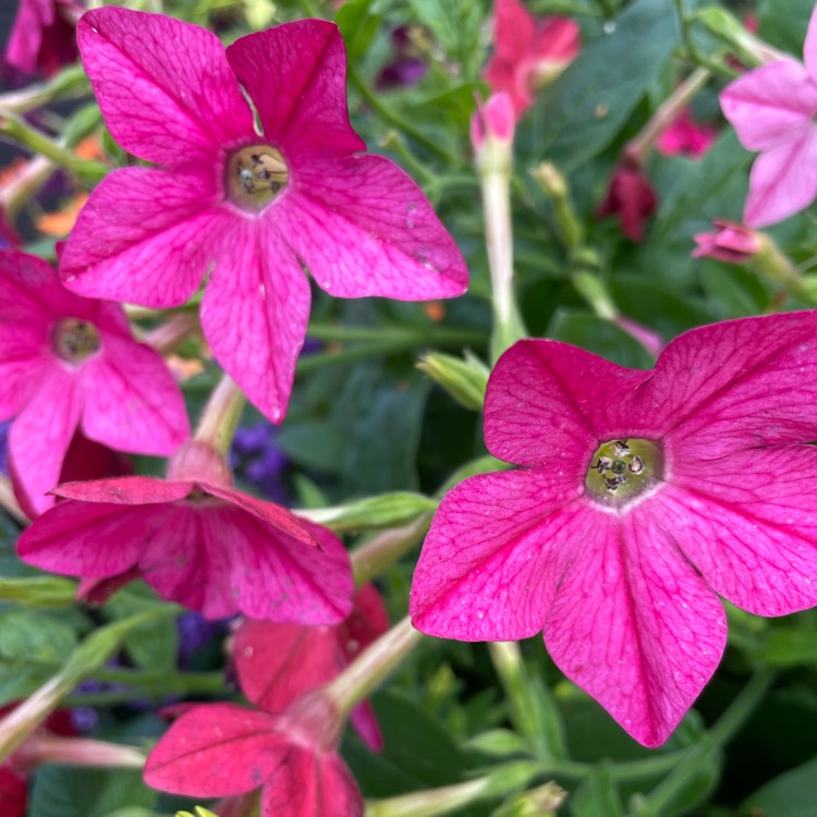 plant image 1535464