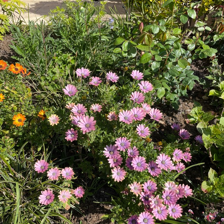 plant image 1581204 plant image 1581204