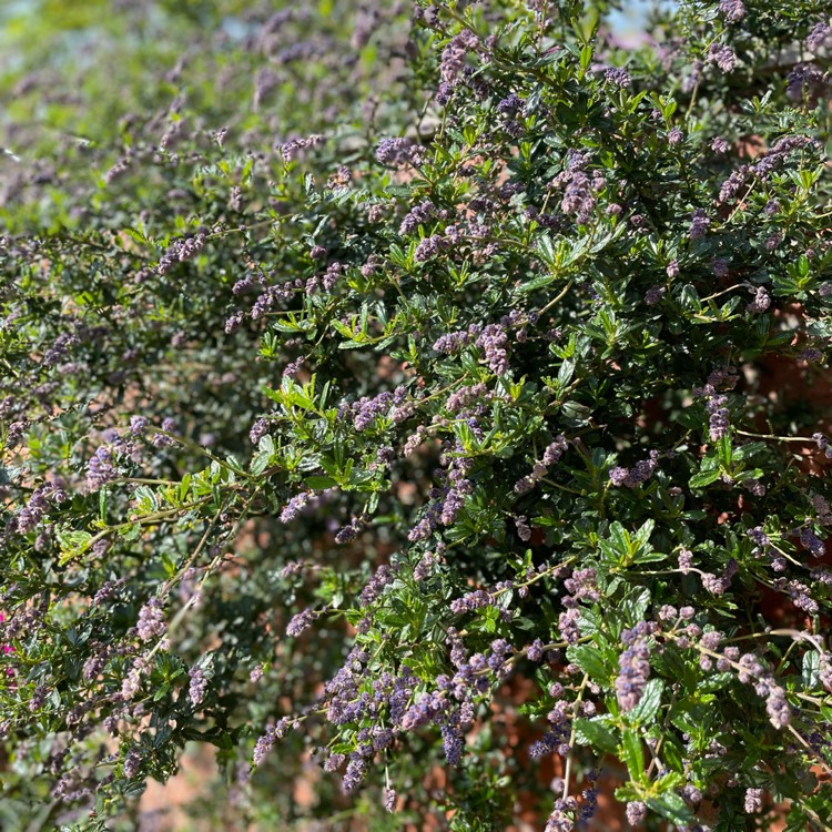 plant image 1581243