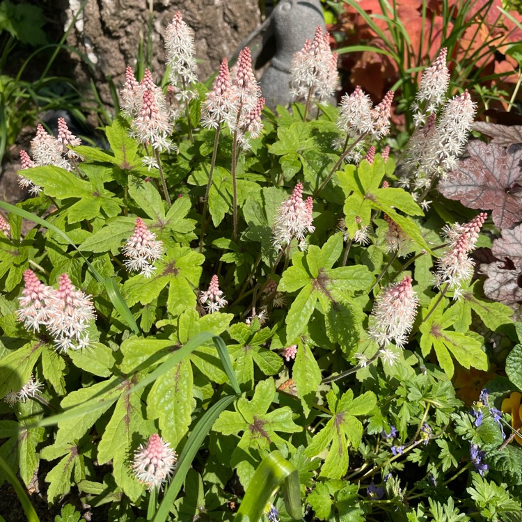 plant image 1581245 plant image 1581245