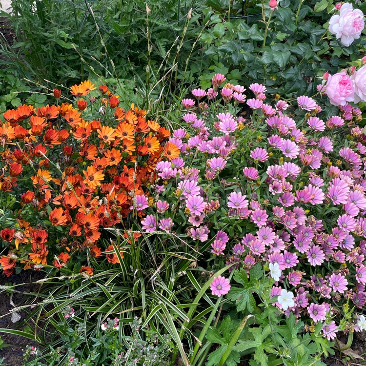 plant image 1594299 plant image 1594299