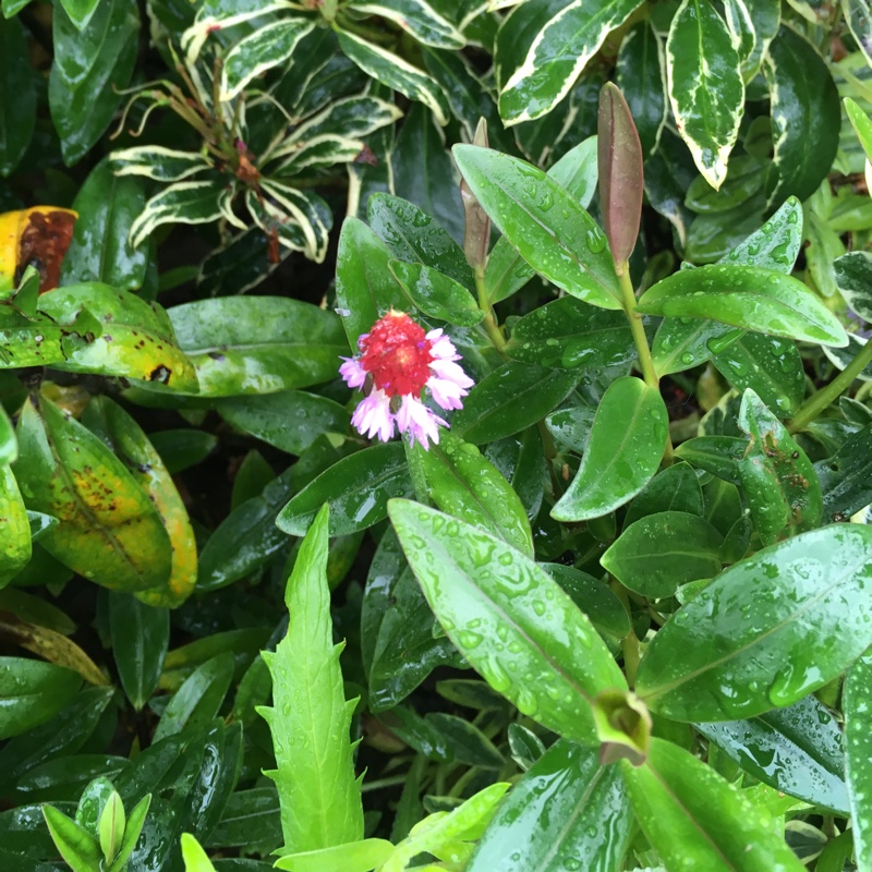 plant image 161083