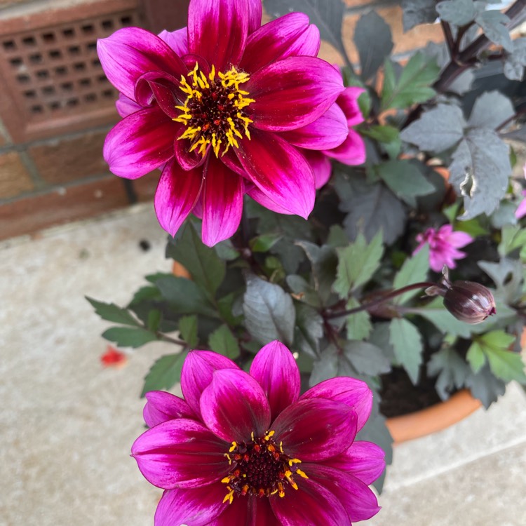 plant image 1611297