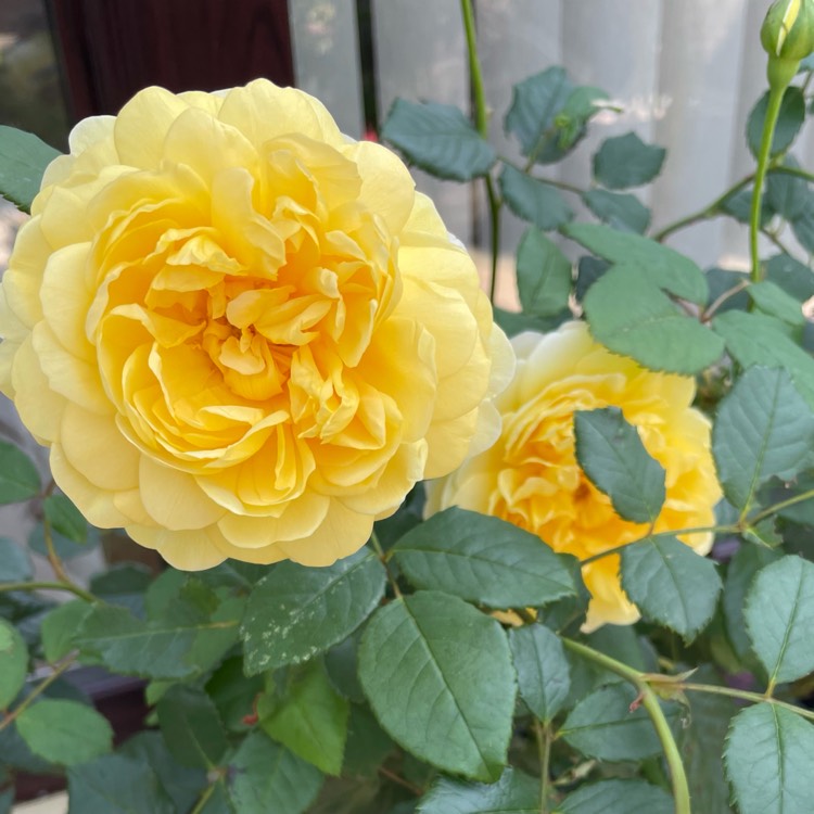 plant image 1619258
