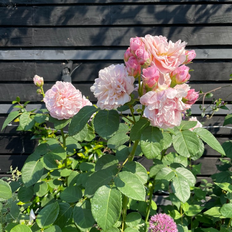 plant image 1619259