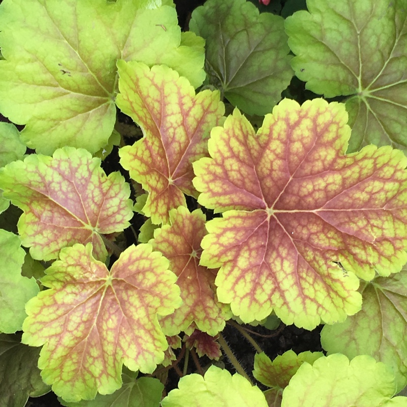 Plant image Heuchera 'Delta Dawn'