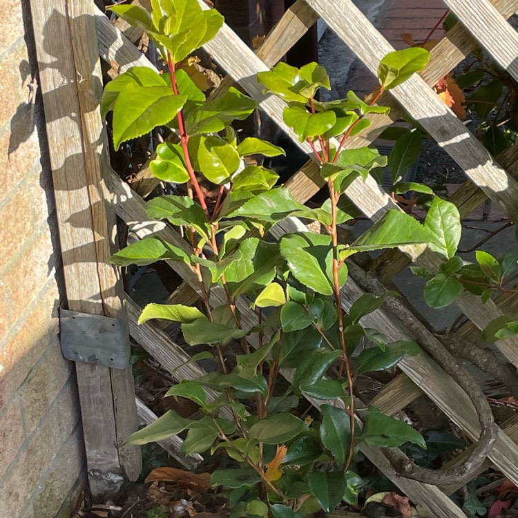 Plant image Camellia japonica 'Doctor King'
