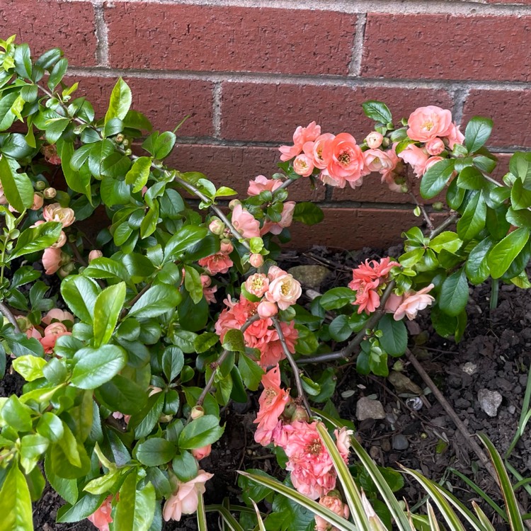 Plant image Chaenomeles speciosa 'Geisha Girl' syn. Chaenomeles japonica 'Geisha Girl'
