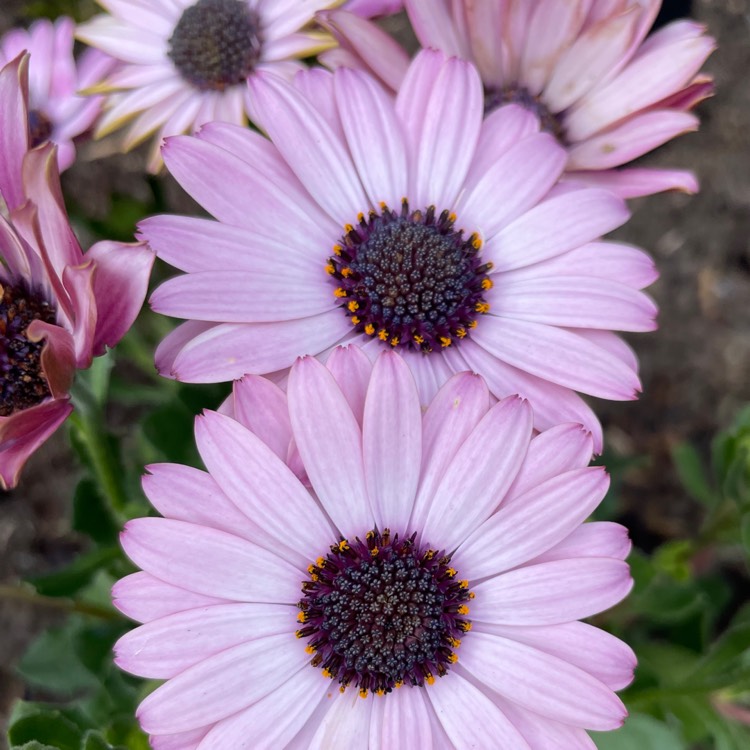 plant image 1659766 plant image 1659766