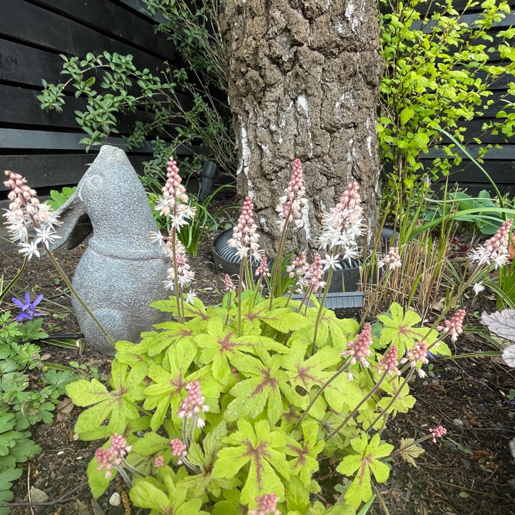 plant image 1659769 plant image 1659769
