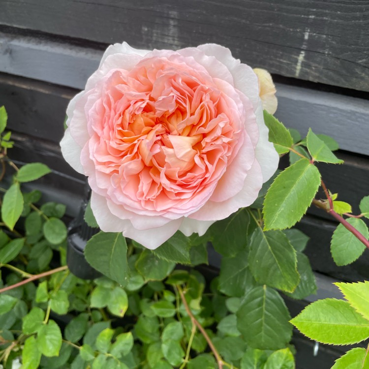 plant image 1670668 plant image 1670668