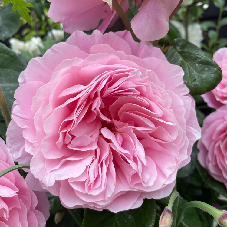 plant image 1670669
