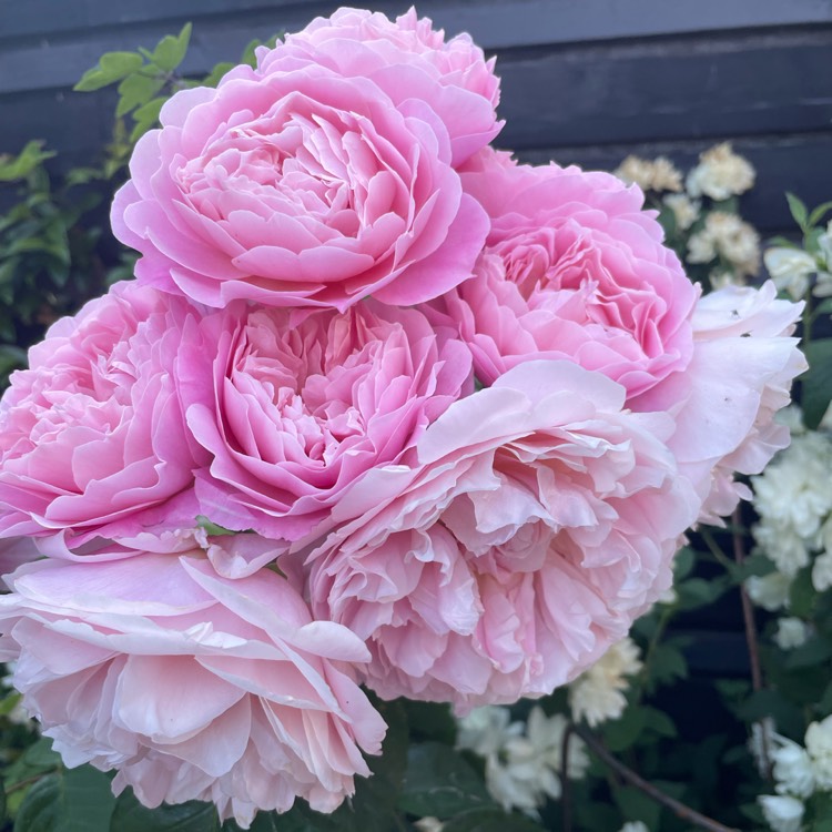 plant image 1672859