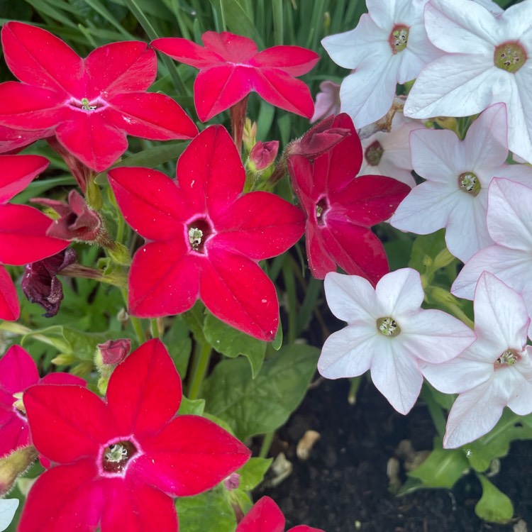 plant image 1672861