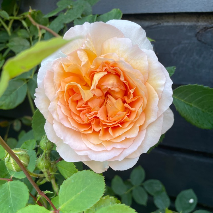 plant image 1672863 plant image 1672863