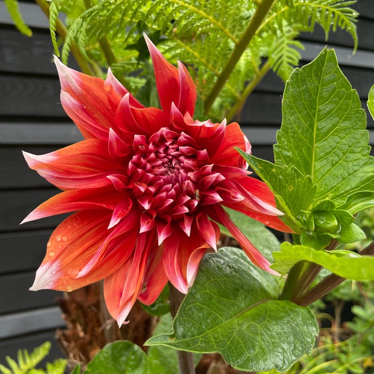 plant image 1675443
