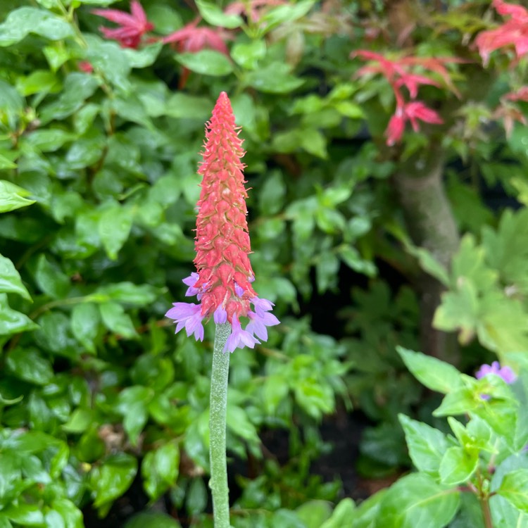 plant image 1675448