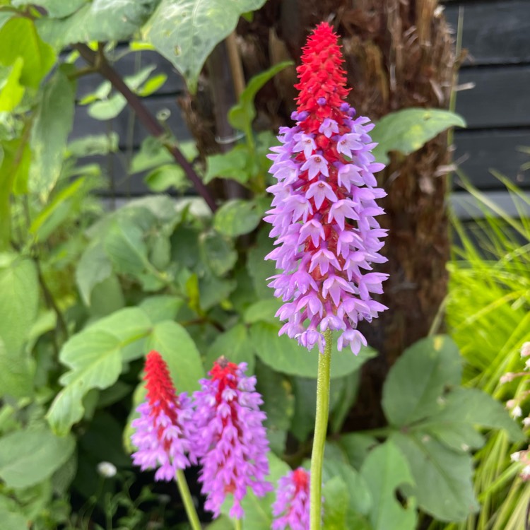 plant image 1683092