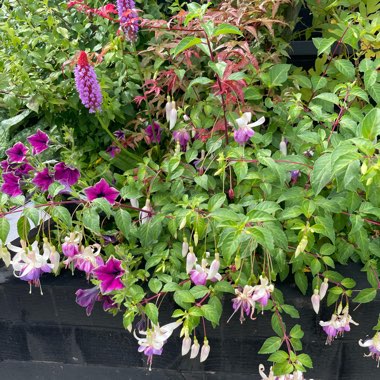 Sue's garden