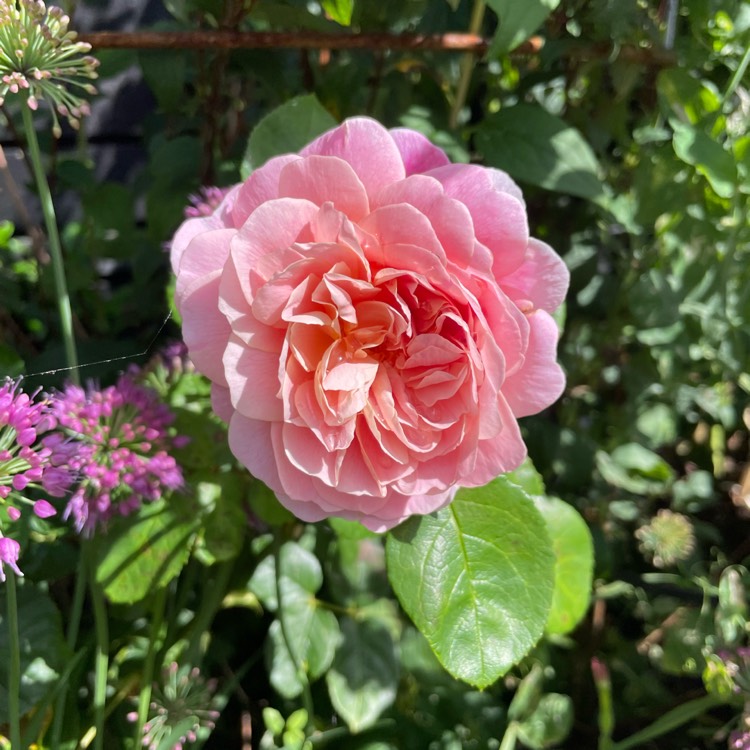 plant image 1683095