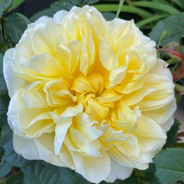 Rose 'The Poet's Wife' (Shrub)