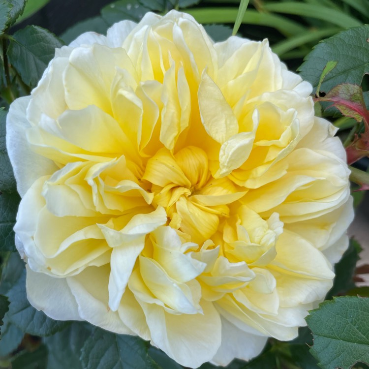 plant image 1683096