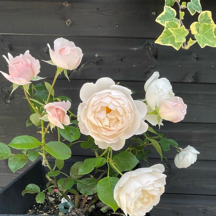 plant image 1683097