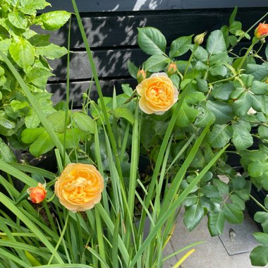 Rose 'Roald Dahl' (Shrub)