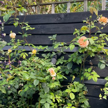 Rose 'Bathsheba'