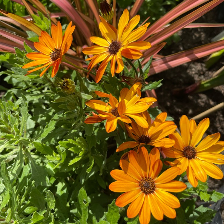 plant image 1683101 plant image 1683101