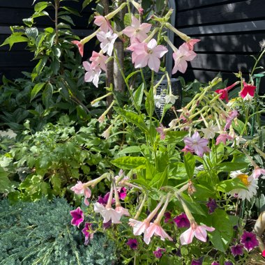 Flowering Tobacco