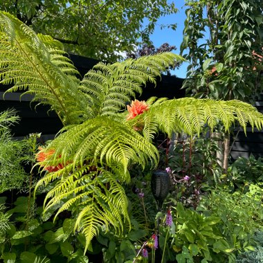 Sue's garden
