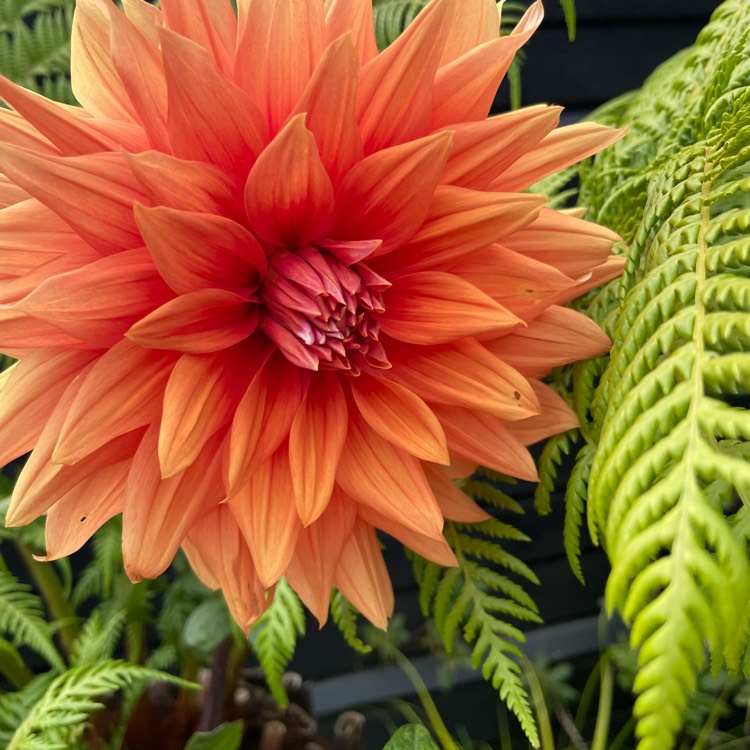 Plant image Dahlia 'Bora Bora'