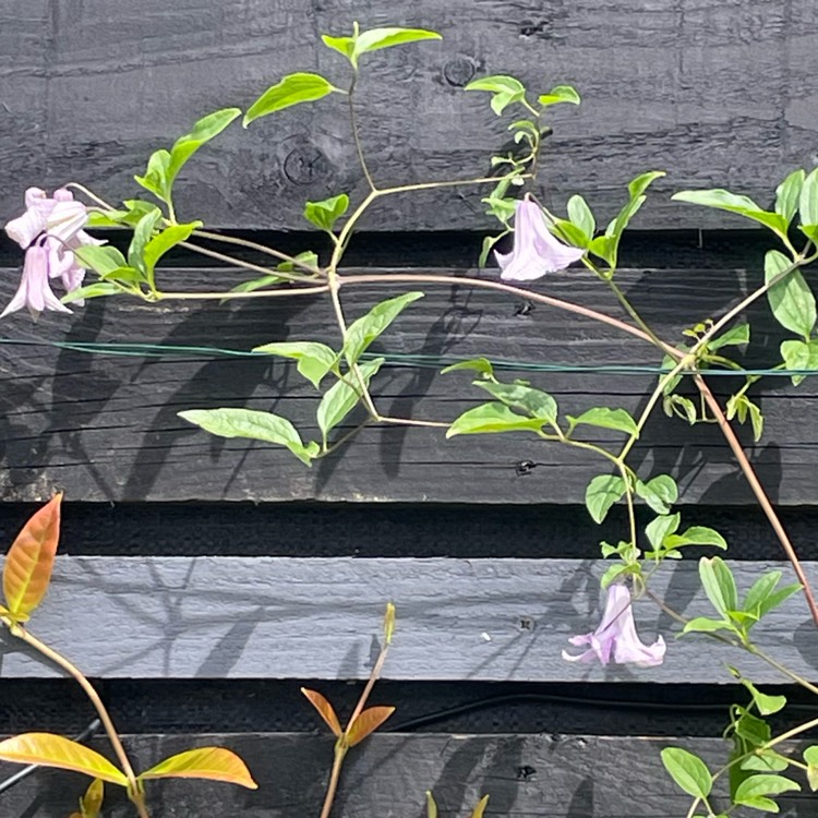 Plant image Clematis viticella 'Betty Corning'