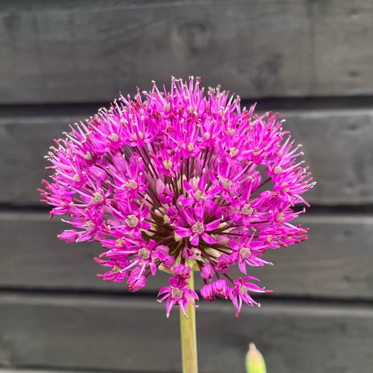 plant image 1733618 plant image 1733618