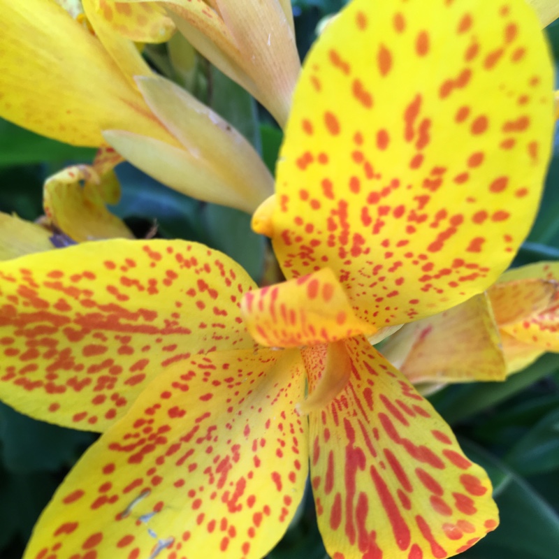 Plant image Canna 'Cleopatra' syn. Canna 'Yellow King Humbert', Canna 'Harlequin'