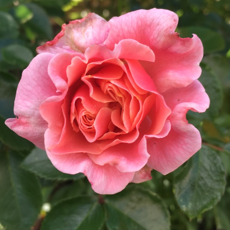 plant image 232006